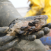 Pazifische Austern im Wattenmeer