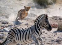 Gefährliche Wildnis