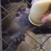 Raising Wildlife: Aufzucht in der Wildnis