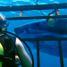 47 Meters Down