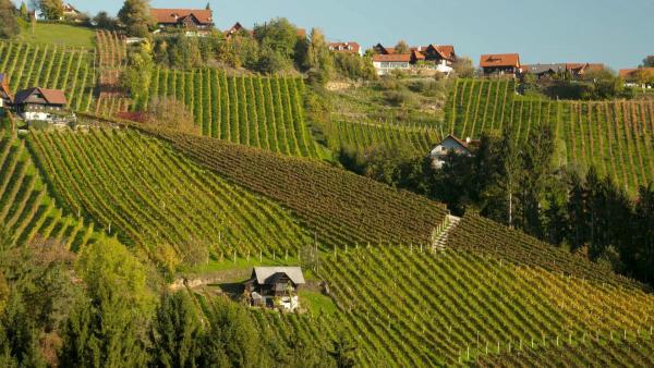 Bild 1 von 19: Im Bild: Weingärten im Schilcherland.
