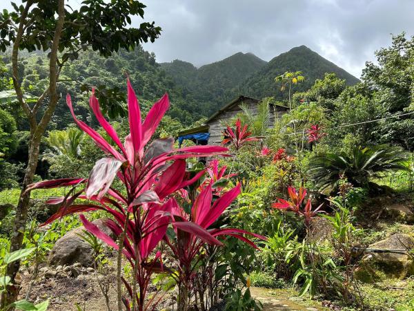Bild 1 von 32: Im Bild: Kräutergärten von Moses Joseph James, Dominica.