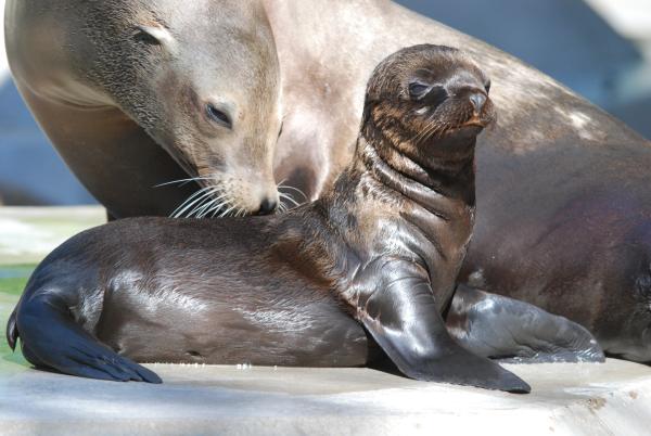 Bild 1 von 1: Seelöwen.