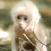 Die Wildnis Myanmars