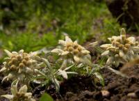Entstehung der Alpen