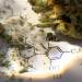 Cannabis auf Rezept