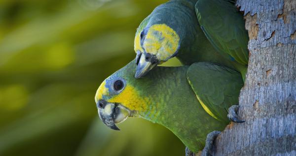Bild 1 von 12: Orange-winged Amazon (Amazona amazonica)