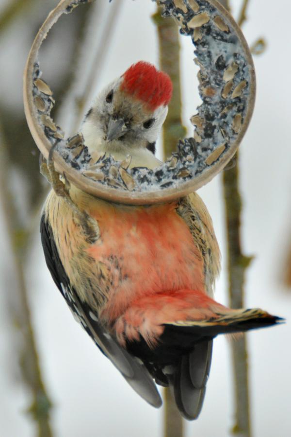 Bild 1 von 8: Ohne Fütterung würden viele Vogelarten nur schwer über den Winter kommen.
