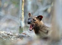 Unbekanntes Madagaskar