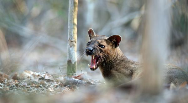 Bild 1 von 2: Ein junges Fossamännchen wartet unter einem Paarungsbaum auf ein Weibchen.