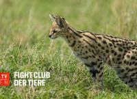 Fight Club der Tiere