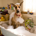 Marmaduke