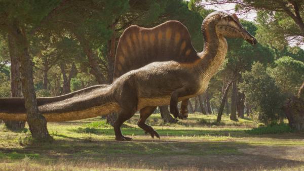 Bild 1 von 15: Durch die verkürzten Schwimmfüße war Spinosaurus kein ausdauernder  Fußgänger.