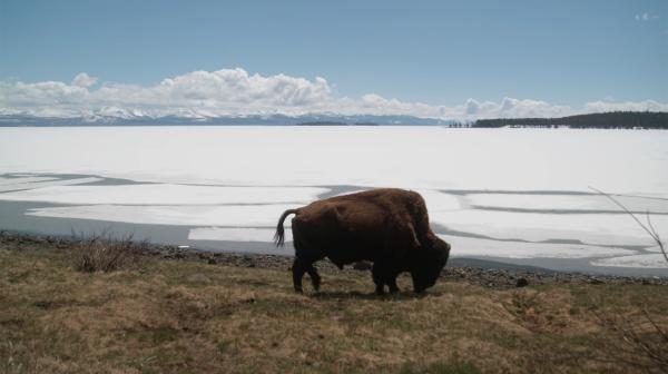 Bild 1 von 5: Bison am vereisten Yellowstone Lake.