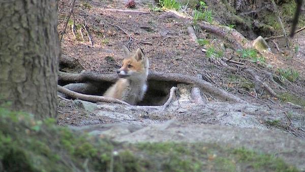 Bild 1 von 5: Im Bild: Fuchsbau.