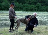 Die großen Hunde - Mit Martin Rütter