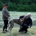 Die großen Hunde - Mit Martin Rütter