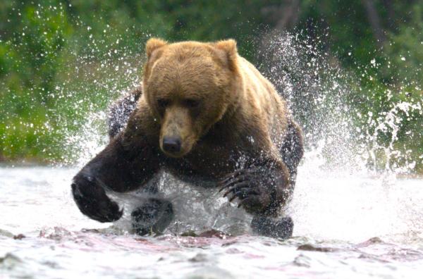 Bild 1 von 3: Ein Grizzlybär beim Lachsfischen in Alaska, USA