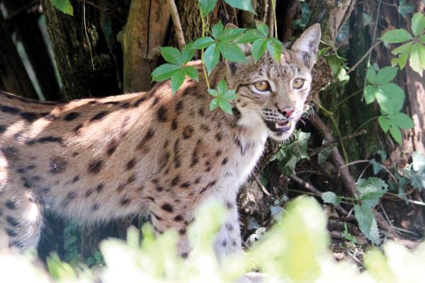 Bild 1 von 7: Luchs in der Tierwelt Herberstein.