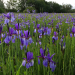 Abenteuer Wildnis