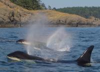 Amerikas Naturwunder