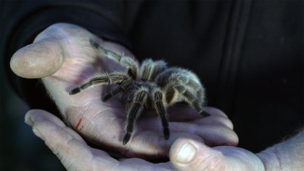 Bild 1 von 3: Das Gift der Vogelspinne ist zwar nicht tödlich, doch ihre rasiermesserscharfen Reißzähne sind berüchtigt.