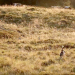 Landleben