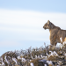 Abenteuer Wildnis