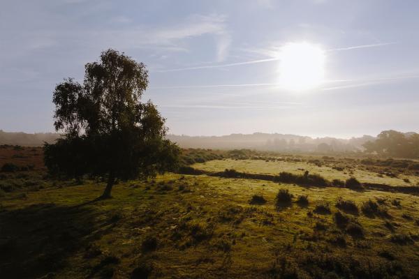 Bild 1 von 5: Früh morgens wirkt der New Forest besonders archaisch.