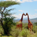 Giraffen - Die großen Unbekannten