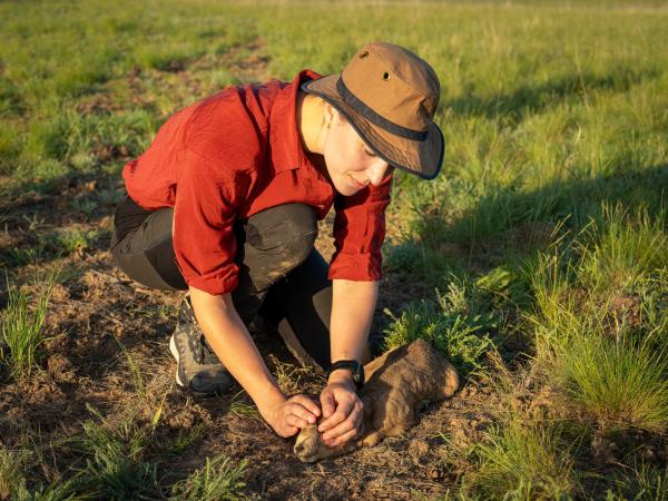 Bild 1 von 15: Schützende Hände: Wildtierärztin Hannah Emde hält die Augen eines Saiga-Kälbchens zu, um es zu beruhigen.