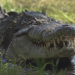 Invasion der Krokodile