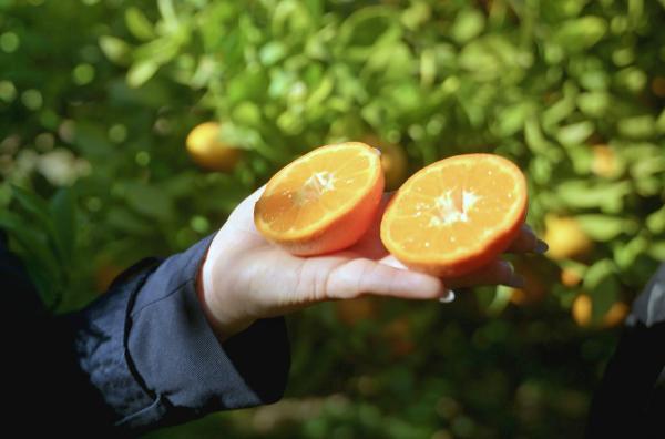 Bild 1 von 3: Die kernlose Nadorcott, eine der bekanntesten Mandarinensorten der Welt, ist besonders aromatisch.