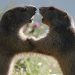 Wilder Frühling - Tierische Liebe zwischen Oberrhein und Zugspitze