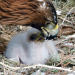 Lungau - Wildnis im Herzen der Tauern
