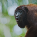 Die Kommunikation der Tiere