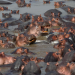 Safari-Paparazzi: Wildlife pur