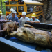 Building Wild - Wohnen in der Wildnis