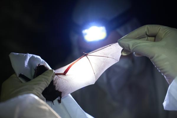 Bild 1 von 11: Wenn es Fledermäusen gut geht, profitiert auch der Regenwald, denn die Tiere erfüllen wichtige Funktionen. Hier überprüft Hannah Emde die Flügel einer Fledermaus.