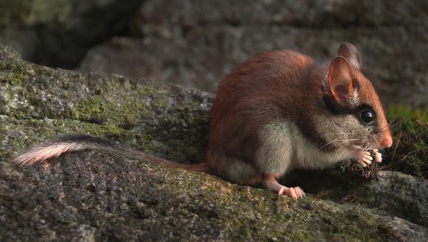 Bild 1 von 5: Ein scheuer Gartenschläfer im Fichtelgebirge.