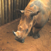 Das Waisenhaus für wilde Tiere - Abenteuer Afrika