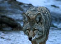 Die wildeste Stadt der Welt: Anchorage