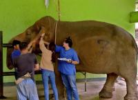 Das Elefantenkrankenhaus