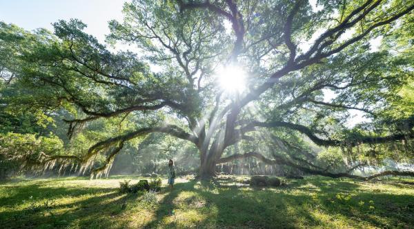 Bild 1 von 34: Im Bild: Daisy Edgar-Jones (Kya Clark).