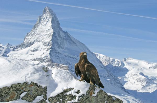 Bild 1 von 2: Winter in den Bergen: Steinadler vor dem Matterhorn