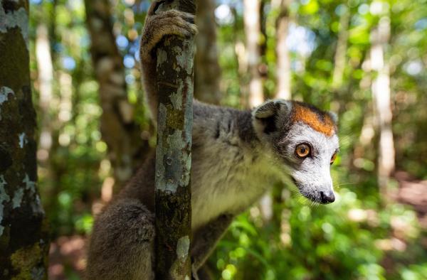 Bild 1 von 9: Madagaskars Wahrzeichen: Die Lemuren. Von ihnen gibt es über 100 Arten. Sie leben ausschließlich auf Madagaskar und ein paar kleineren Inseln in der Nähe.