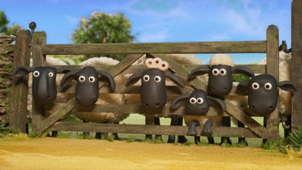 Bild 1 von 6: Fasziniert und hungrig beobachten die Schafe die Heuernte.