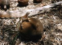 Hotspots der Tierwelt