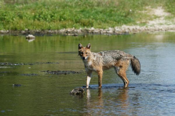 Bild 1 von 22: Schakale unter uns