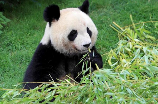 Bild 1 von 3: Ohne Bambus könnte der Panda in China nicht überleben ? ebenso wenig wie der Mensch. Seit fast 5.000 Jahren bildet Bambus das Fundament der chinesischen Zivilisation.